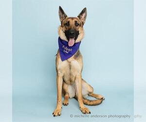 German Shepherd Dog Dogs for adoption in Corona, CA, USA