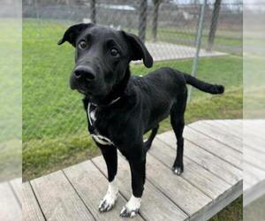 Labrador Retriever Dogs for adoption in Conroe, TX, USA