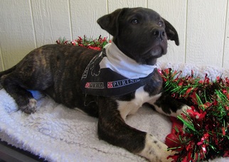 Small American Bulldog Mix