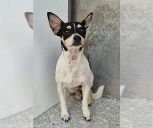 Mutt Dogs for adoption in Lodi, CA, USA