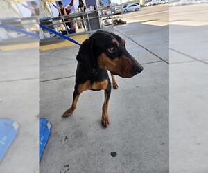Doberman Pinscher Dogs for adoption in Bakersfield, CA, USA