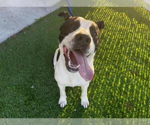 Labrador Retriever-Unknown Mix Dogs for adoption in Grand Prairie, TX, USA