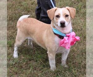 Chi-Corgi Dogs for adoption in Bandera, TX, USA