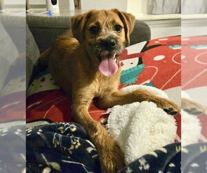 Mutt Dogs for adoption in Fort Wayne, IN, USA