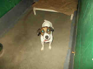 Parson Russell Terrier Dogs for adoption in Forestville, MD, USA