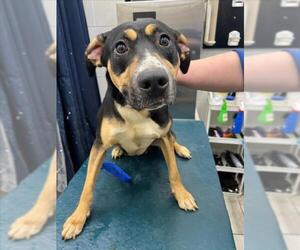 Black and Tan Coonhound-Unknown Mix Dogs for adoption in Mobile, AL, USA