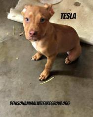 Medium Photo #1 American Staffordshire Terrier Puppy For Sale in Denison, TX, USA