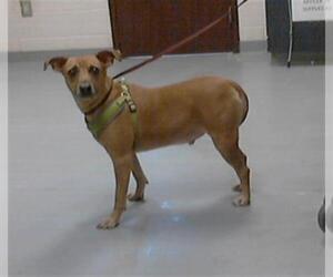 Feist Terrier-Unknown Mix Dogs for adoption in Fayetteville, NC, USA