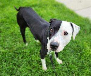 Medium Photo #1 American Pit Bull Terrier Puppy For Sale in Minneapolis, MN, USA