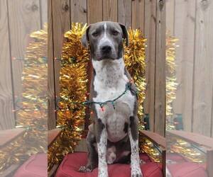 Medium Photo #11 American Pit Bull Terrier-Unknown Mix Puppy For Sale in Oakhurst, NJ, USA