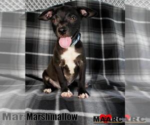 Chihuahua-Unknown Mix Dogs for adoption in Maryville, TN, USA