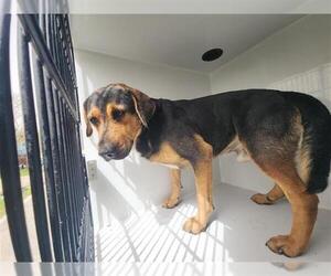 German Shepherd Dog-Staffordshire Bull Terrier Mix Dogs for adoption in Houston, TX, USA