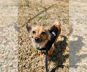 Chiranian Dogs for adoption in Arlington, VA, USA