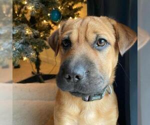 Chinese Shar-Pei Dogs for adoption in Kansas City, MO, USA