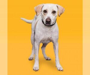 Beagle Dogs for adoption in Denton, TX, USA