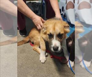German Shepherd Dog-Unknown Mix Dogs for adoption in Houston, TX, USA