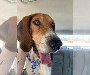 Treeing Walker Coonhound Dogs for adoption in Temple, GA, USA