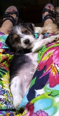 Schweenie Dogs for adoption in Baileyton, AL, USA