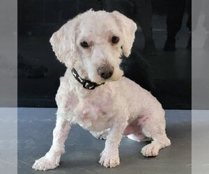 Goldendoodle Dogs for adoption in Glendale , AZ, USA