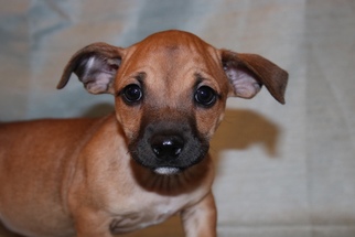 Chiweenie Dogs for adoption in Doylestown, PA, USA