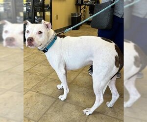 American Pit Bull Terrier Dogs for adoption in Norfolk, VA, USA