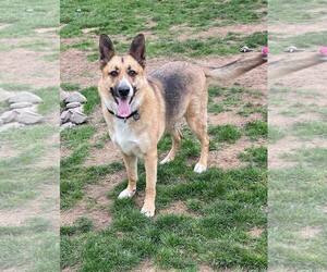 German Shepherd Dog-Huskies  Mix Dogs for adoption in Rochester, NY, USA