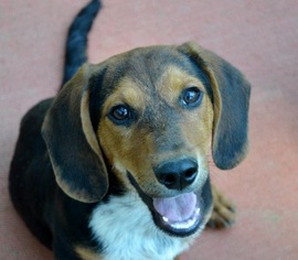 Bagle Hound Dogs for adoption in Yardley, PA, USA