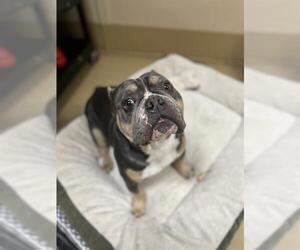Bulldog Dogs for adoption in Chula Vista, CA, USA