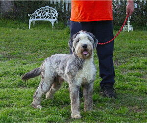Aussiedoodle Dogs for adoption in Holly Hill, SC, USA