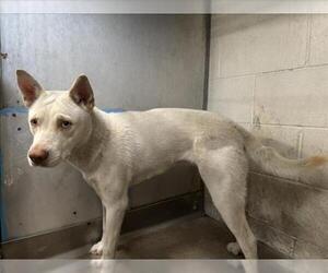 Siberian Husky Dogs for adoption in San Bernardino, CA, USA