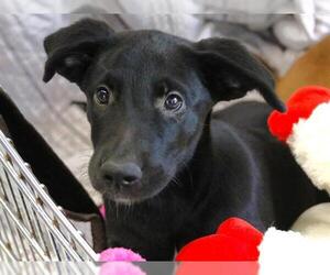 American Staffordshire Terrier-Plott Hound Mix Dogs for adoption in Tallahassee, FL, USA