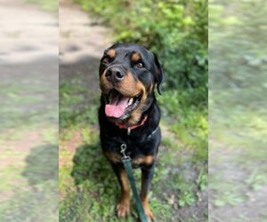 Rottweiler Dogs for adoption in Stroudsburg, PA, USA
