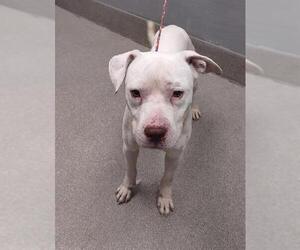 American Pit Bull Terrier-Unknown Mix Dogs for adoption in Las Vegas, NV, USA