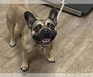 Frenchie Pug Dogs for adoption in Pasadena, CA, USA