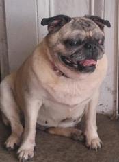 Pug Dogs for adoption in Wilmington, DE, USA