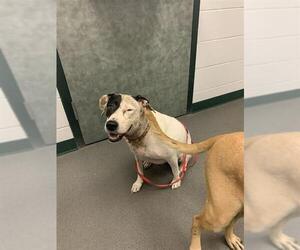 American Pit Bull Terrier Dogs for adoption in Corpus Christi, TX, USA