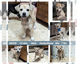 Boxer-Huskies  Mix Dogs for adoption in Mesa, AZ, USA