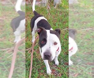 American Staffordshire Terrier Dogs for adoption in Fort Lauderdale, FL, USA