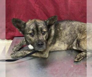 Mutt Dogs for adoption in Riverside, CA, USA