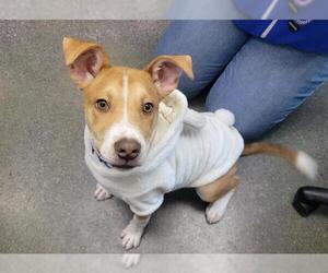 American Pit Bull Terrier Dogs for adoption in Redwood City, CA, USA