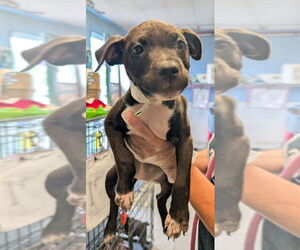American Pit Bull Terrier-Unknown Mix Dogs for adoption in Evansville, IN, USA