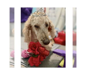 Mutt Dogs for adoption in Mooresville, NC, USA