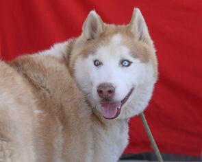 Alaskan Husky Dogs for adoption in Pasadena, CA, USA