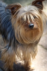 Silky Terrier Dogs for adoption in Greenville, SC, USA