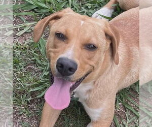 Mutt Dogs for adoption in Canton, CT, USA