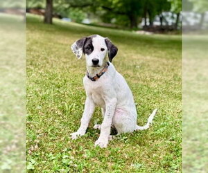 Colonial Cocker Spaniel-Unknown Mix Dogs for adoption in Genesee, WI, USA