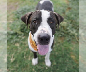 Plott Hound-Unknown Mix Dogs for adoption in San Antonio, TX, USA