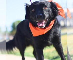 Mutt Dogs for adoption in San Antonio, TX, USA