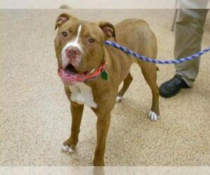 American Pit Bull Terrier-Dogue de Bordeaux Mix Dogs for adoption in Springfield, MA, USA