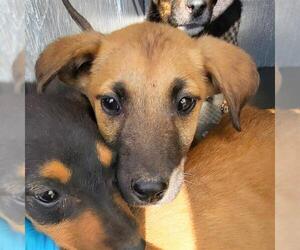 Mutt Dogs for adoption in San Antonio, TX, USA